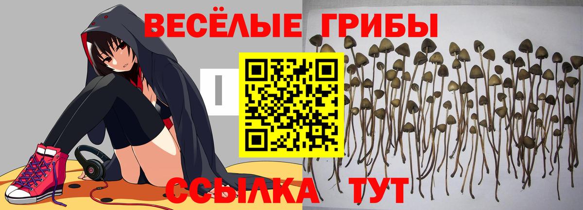Смоленск  где продают наркотики  Вход с VPN  Галлюциногенные грибы Psilocybine cubensis 
